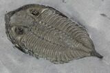 Dalmanites Trilobite Fossil - New York #99087-2